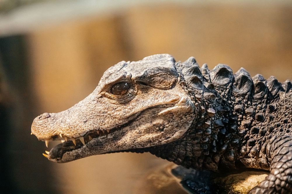 Photograph by Корчагина Оксана