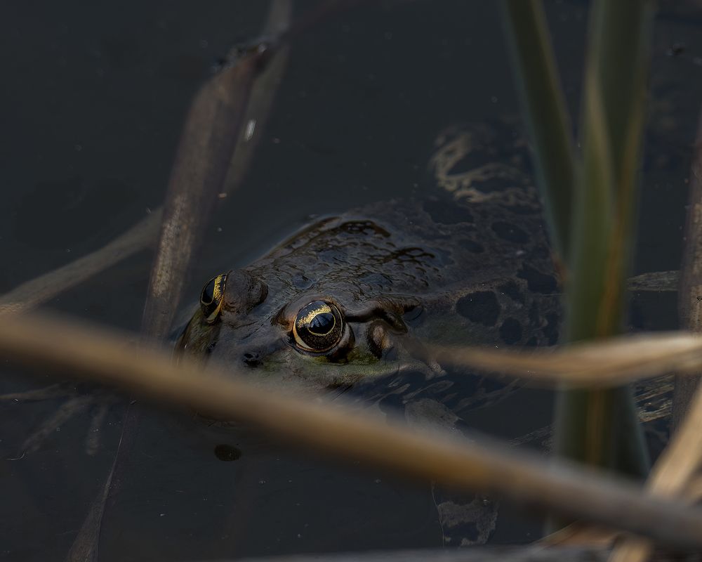 Photograph by Sajkovski Dejan