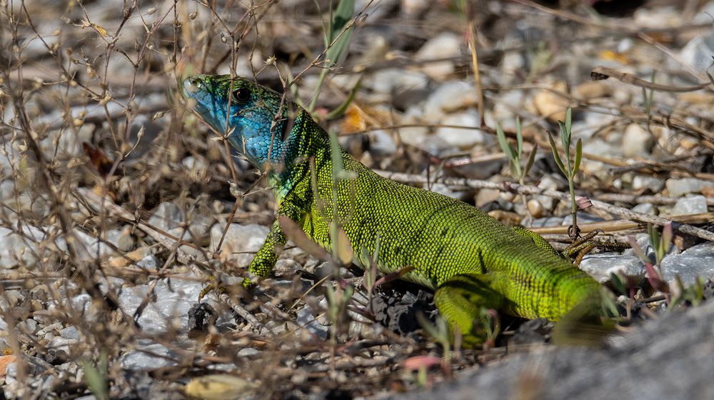 Photograph by Sajkovski Dejan