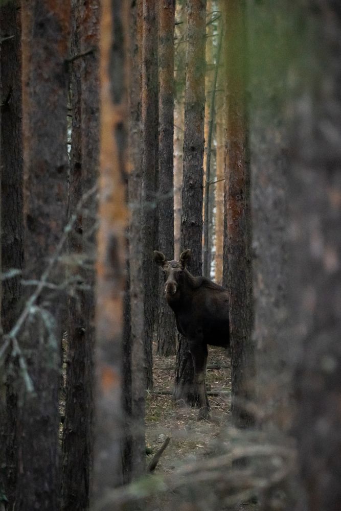 Photograph by Владимир Коновалов