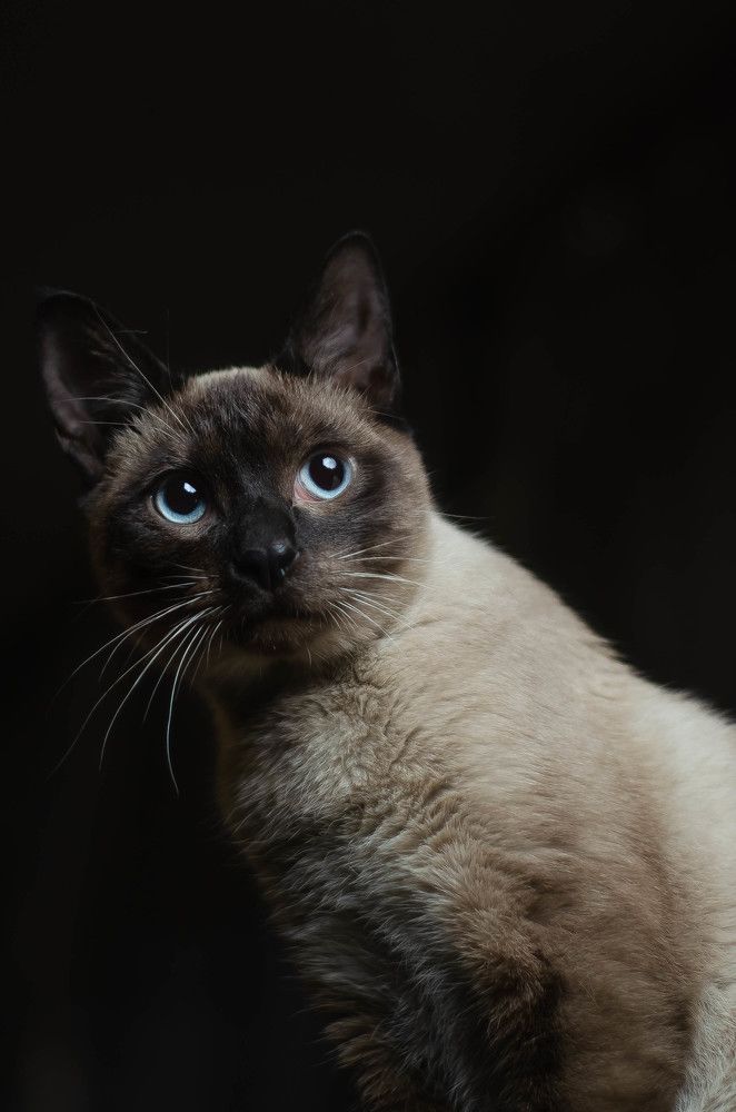 Фотография автора Анастасия Бондарь