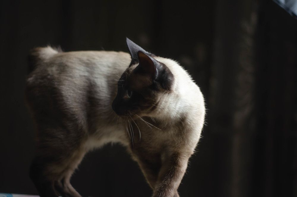 Фотография автора Анастасия Бондарь