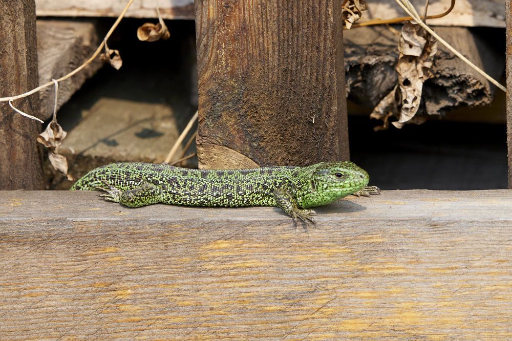 Photograph by Константин Кузнецов