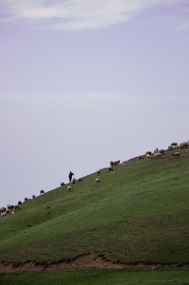 Summer grazing