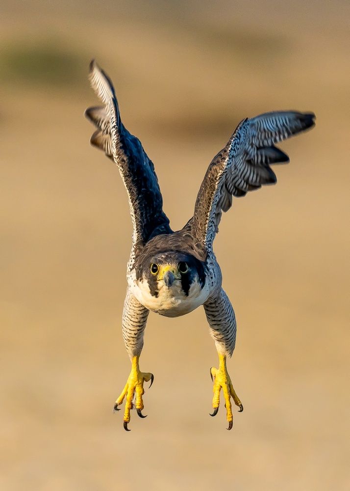 Peregine Falcon
