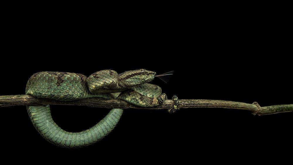 Photograph by ashok manjanath