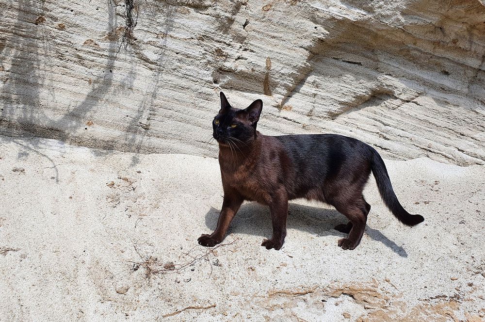 Фотография автора Надежда Лисицына