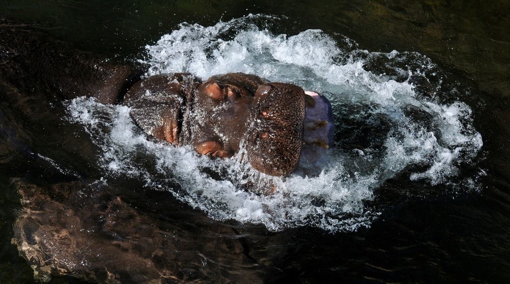 Photograph by féline Marie Anne Meyssonnier