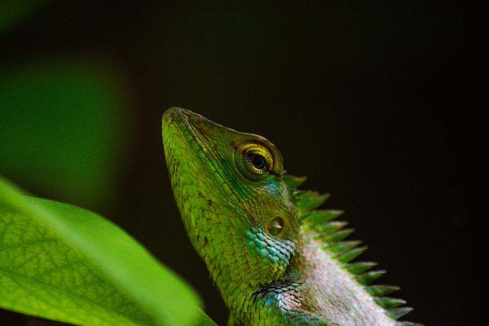 Photograph by Kumaran Nadeeshan