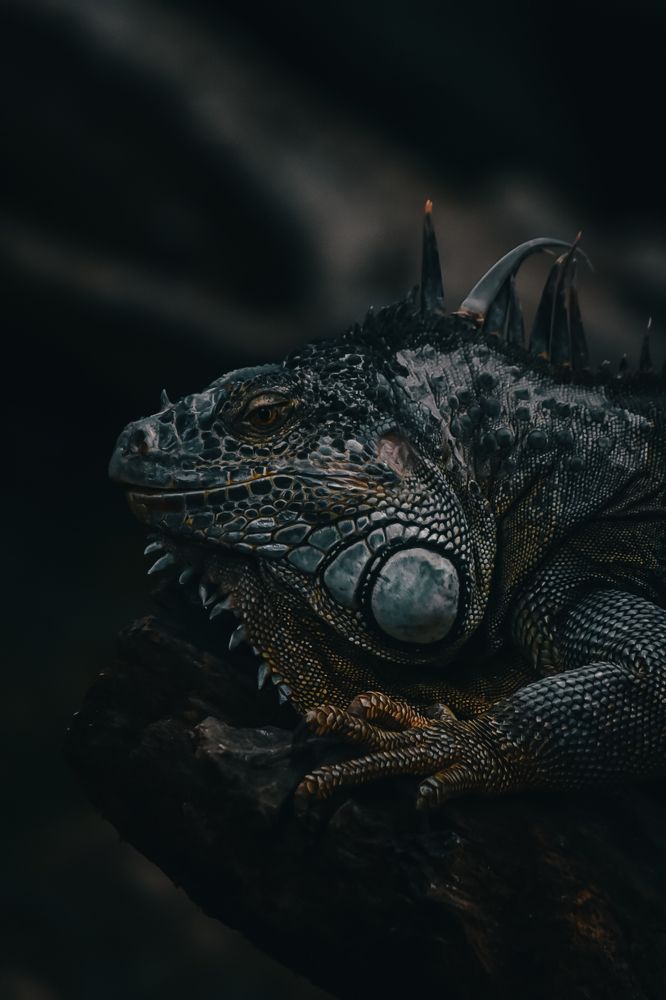 Photograph by Kumaran Nadeeshan