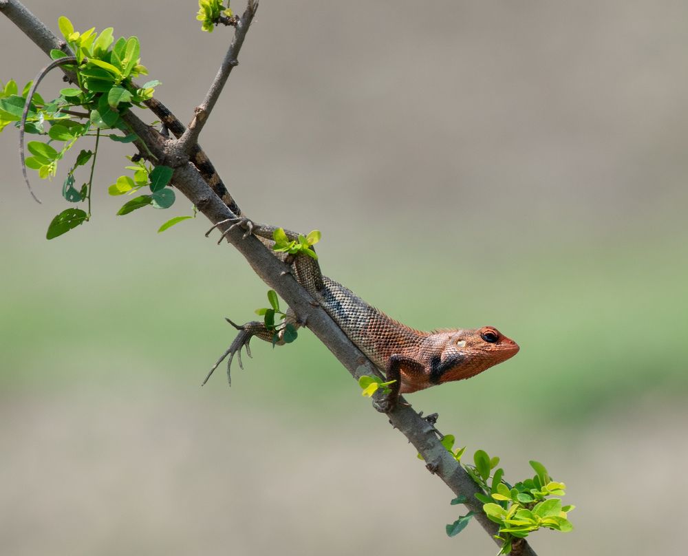 Beauty of lizard