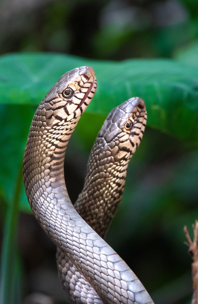 Pair