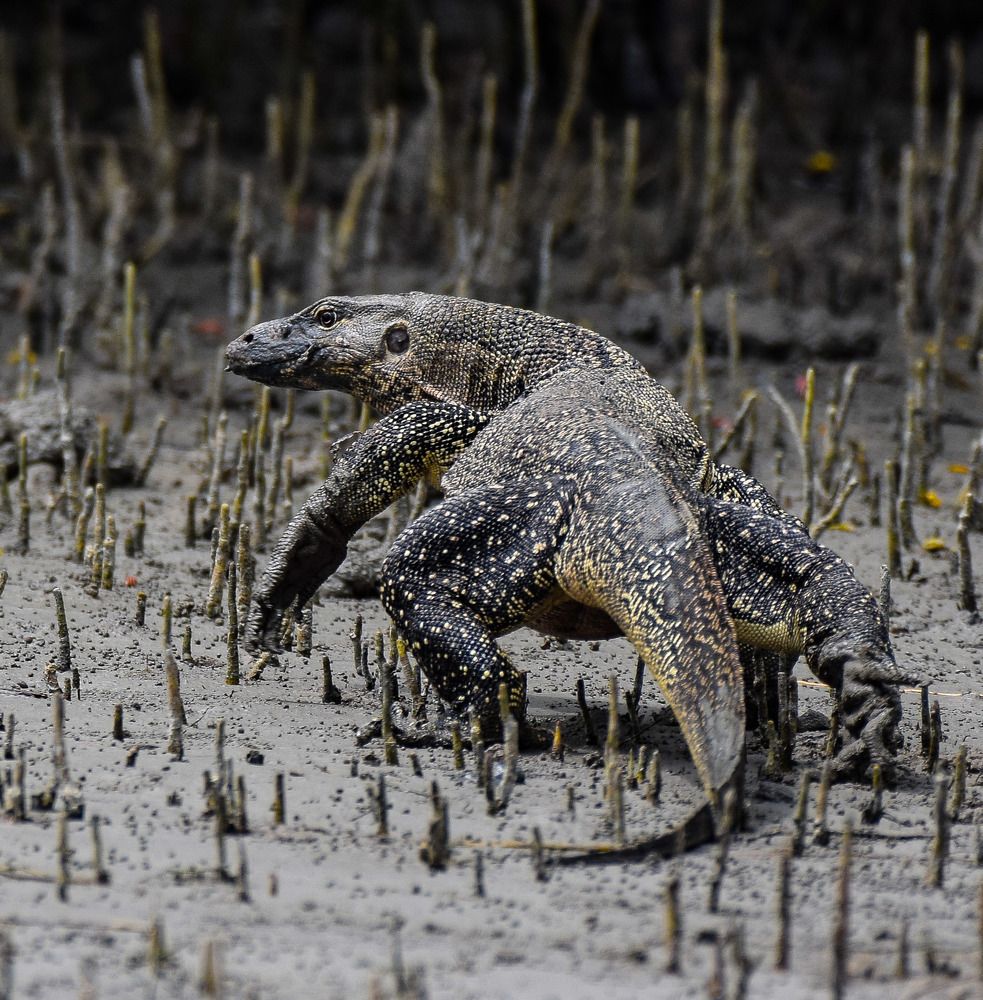 Photograph by Saikat De