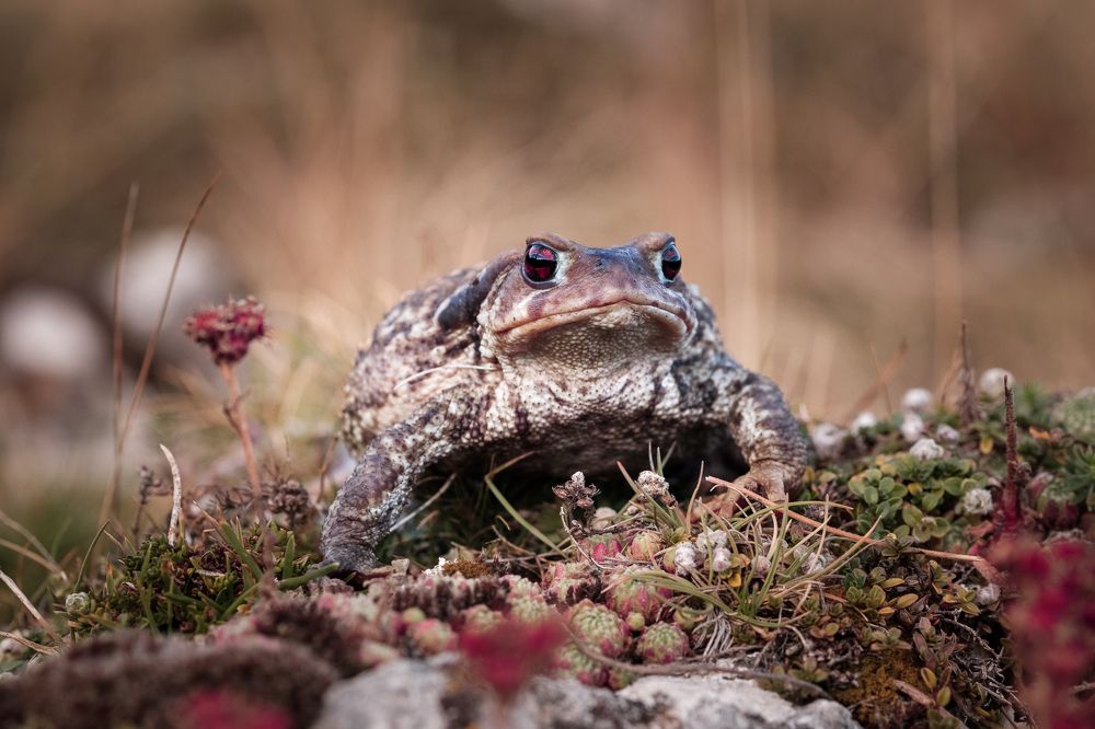 Photograph by Manuel