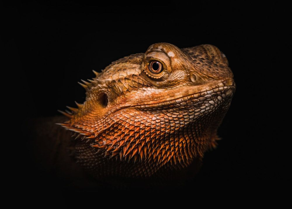 Photograph by Kevin Blackwell