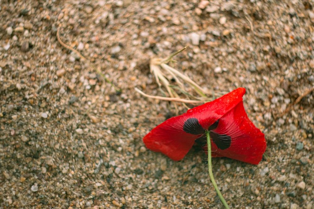 Photograph by Ди Си