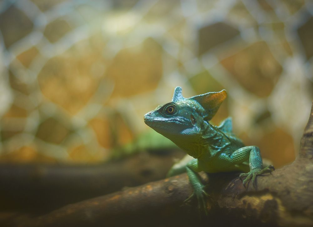 Basilisk