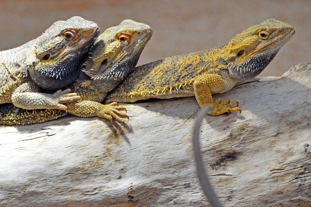 Фотография автора Anne Moginier