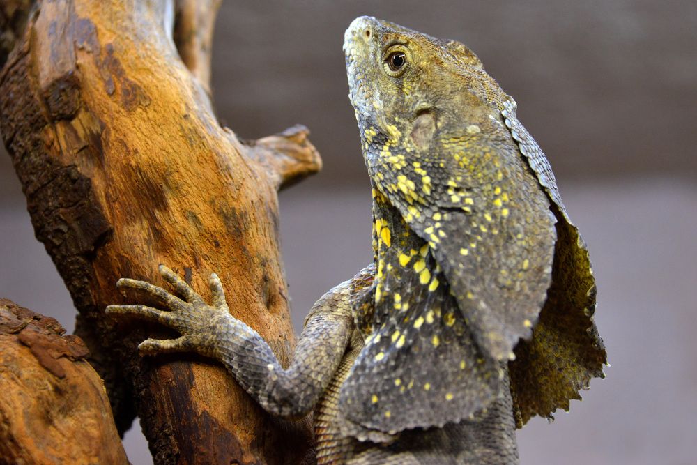 Фотография автора Anne Moginier