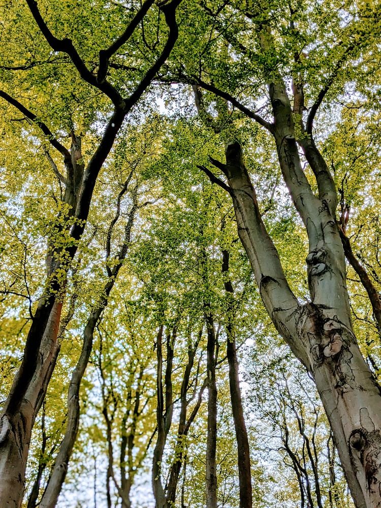 Guardians of the Forest
