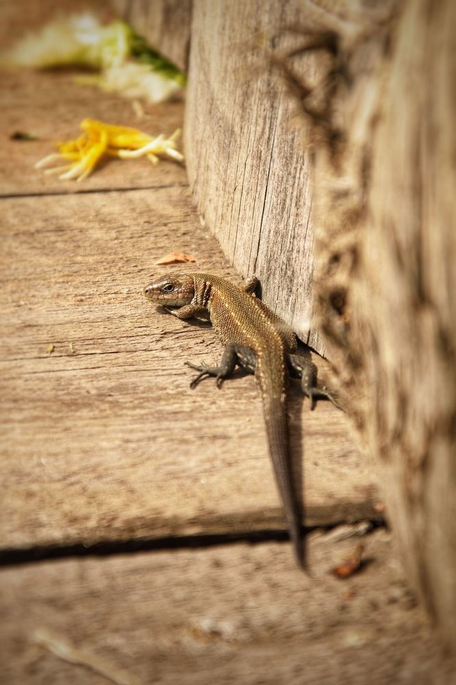 Фотография автора Анастасия Руднева