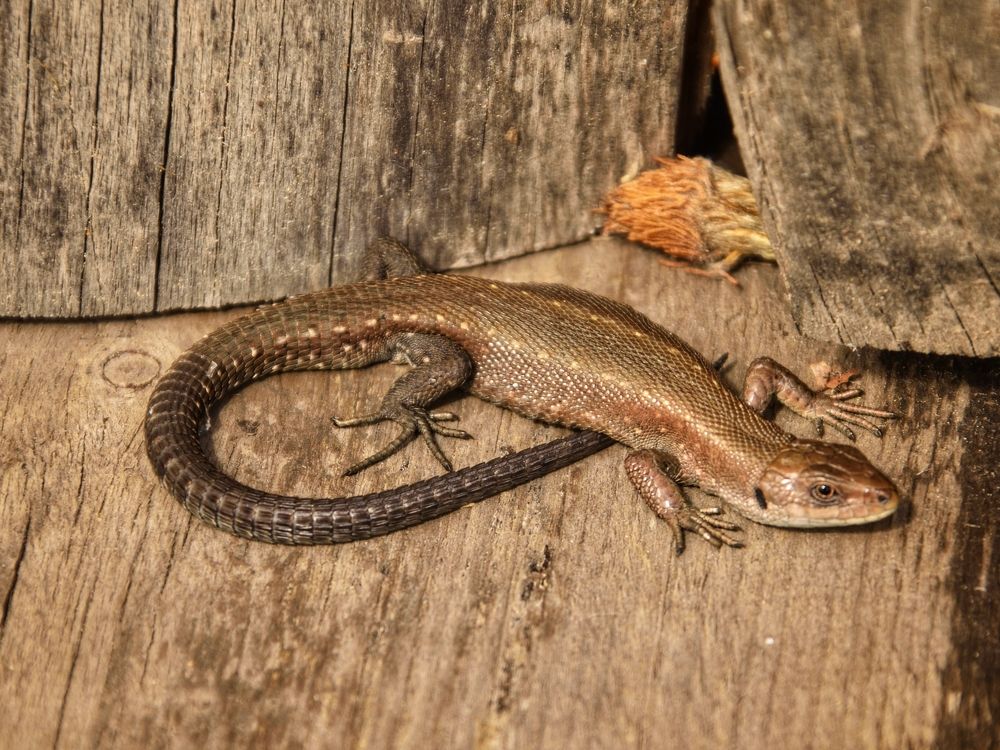 Фотография автора Анастасия Руднева