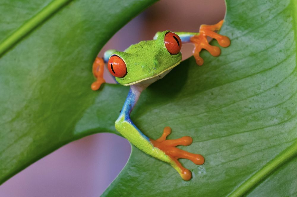 Red-eyed tree frog