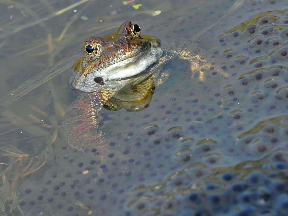 Гордая мамаша