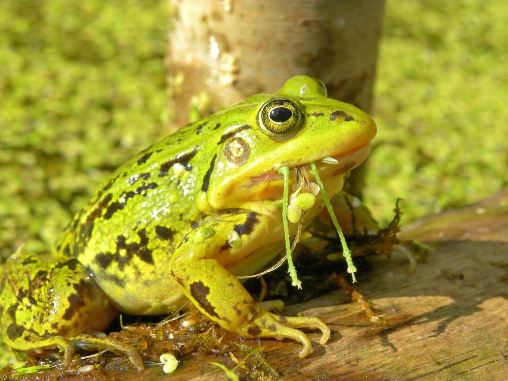 И съела кузнеца...
