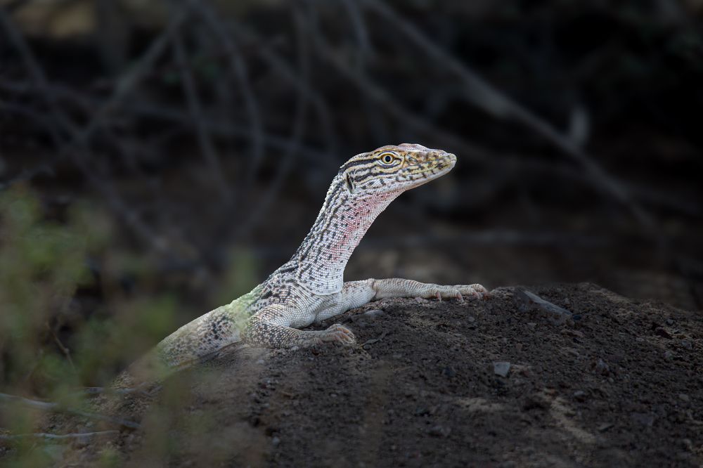 Фотография автора Suresh S S