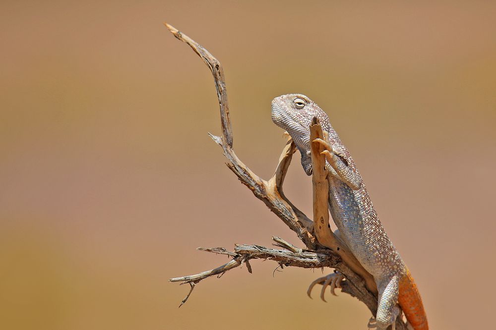 Фотография автора Suresh S S