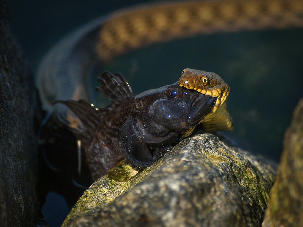 Photograph by Игорь Моисеев