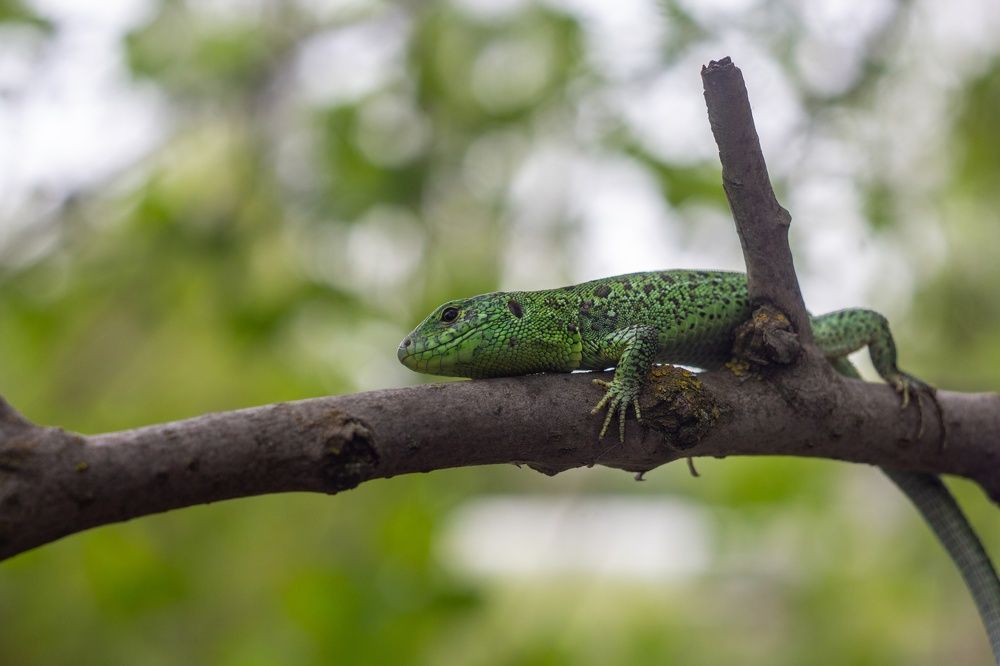 Photograph by Александр Лобынцев