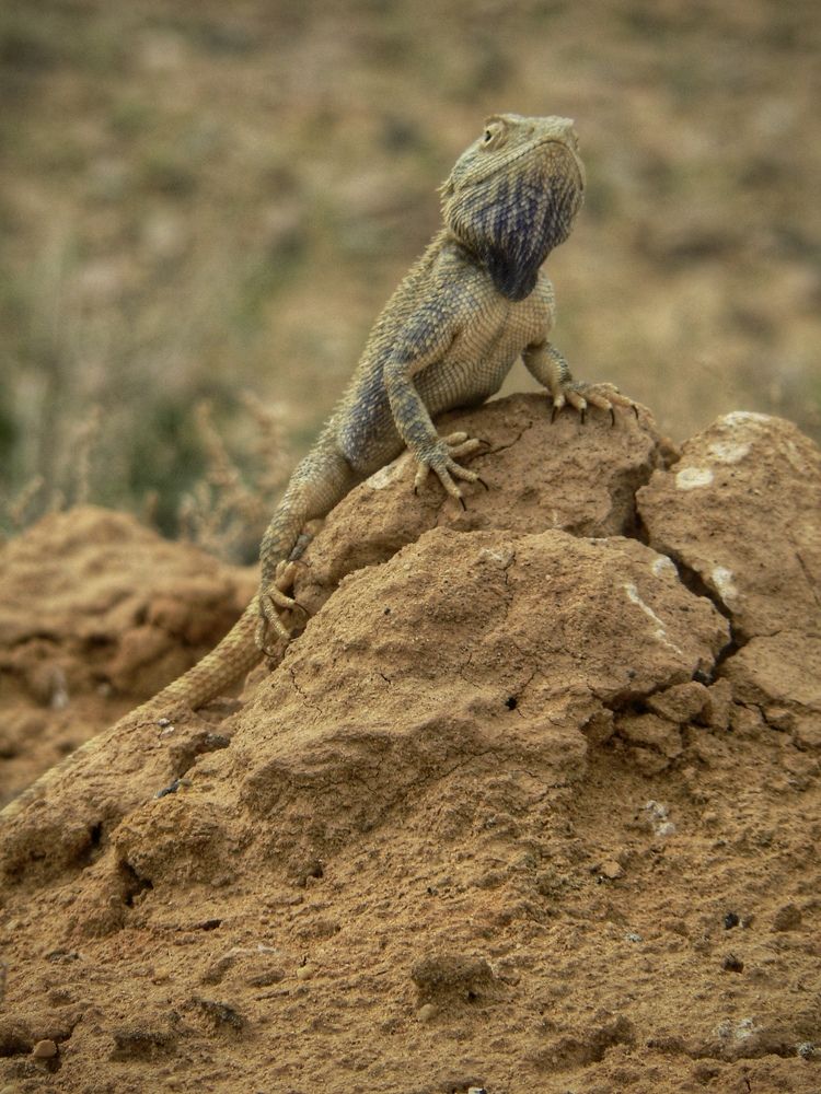 Степная агама