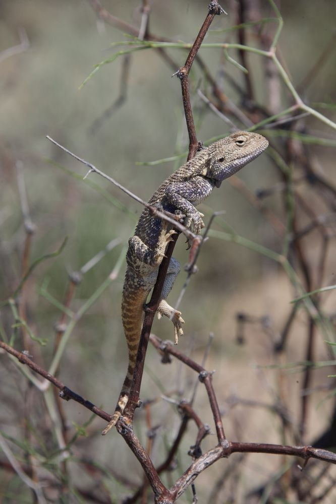 Степная агама