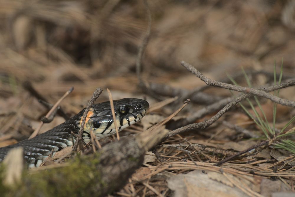 Photograph by Дмитрий Павлов