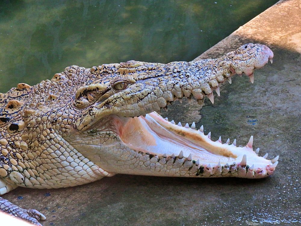 Crocodile