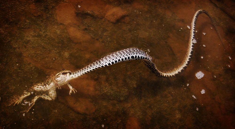 Photograph by Оксана Маховская