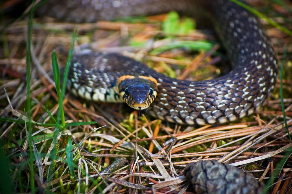 Photograph by Оксана Маховская