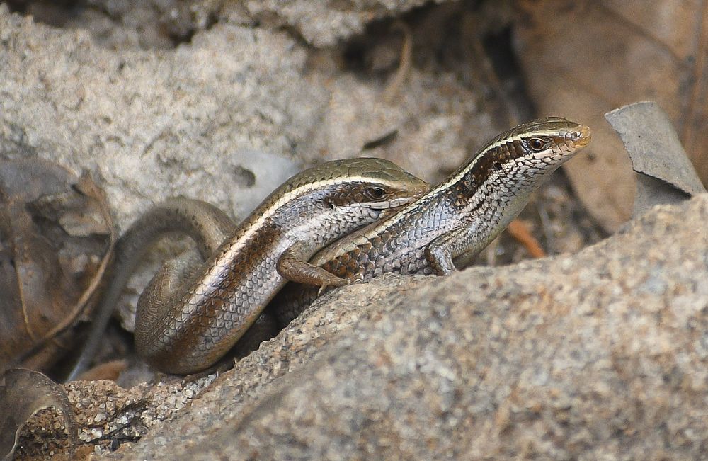 Photograph by Soumak bindu