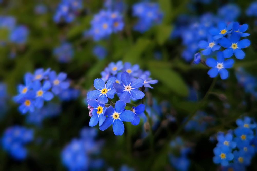 Фотография автора Татьяна Бравая