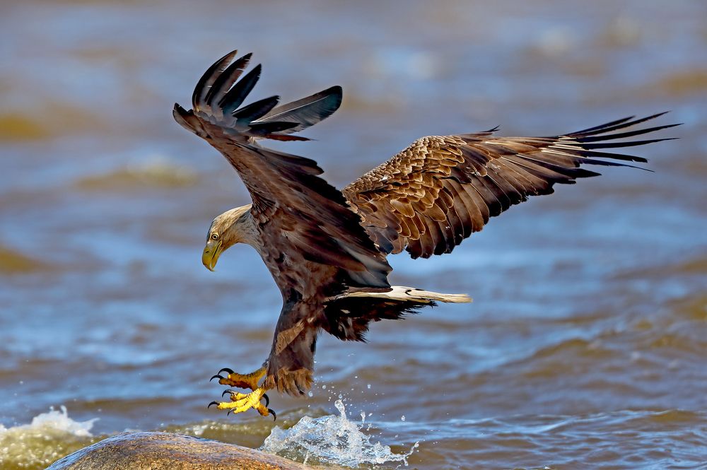 Орлан белохвост.