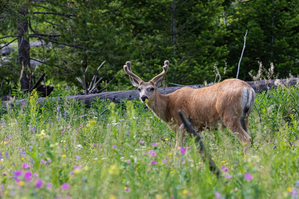 Фотография автора Brian Kinghorn