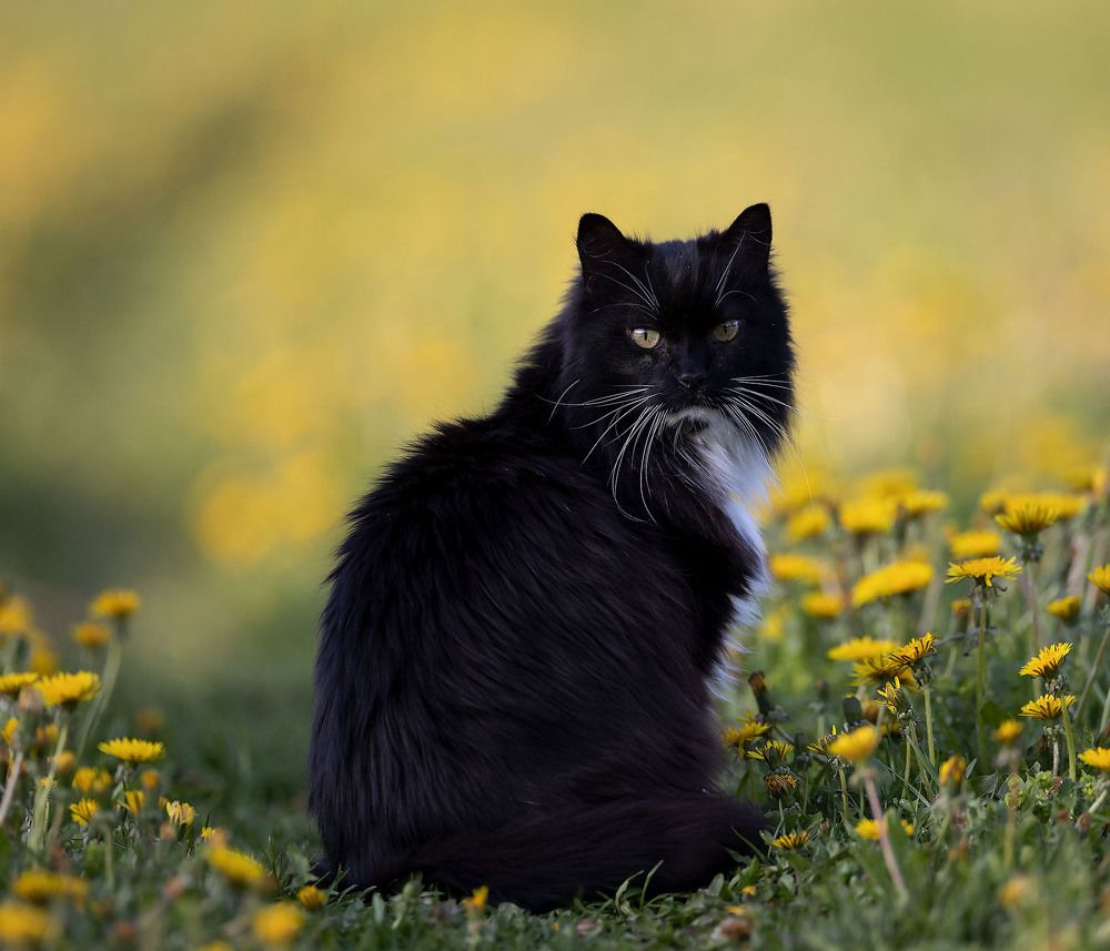Кот Баюн