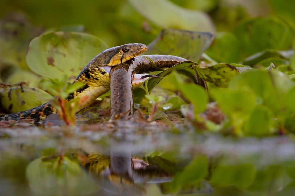 Photograph by Dr.Kaustav Bhowmik