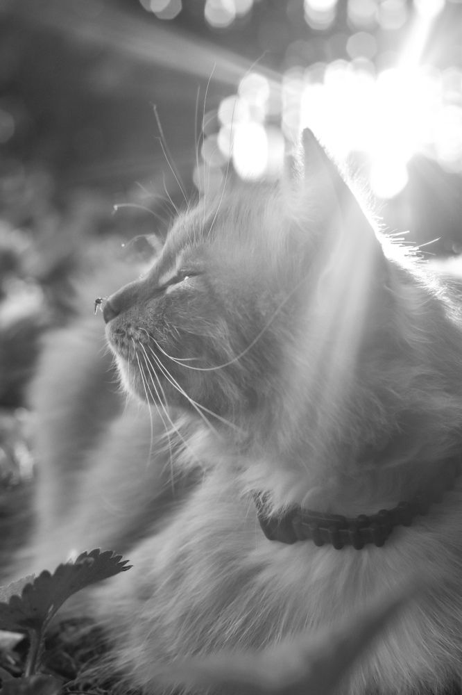 Photograph by Екатерина Верясова