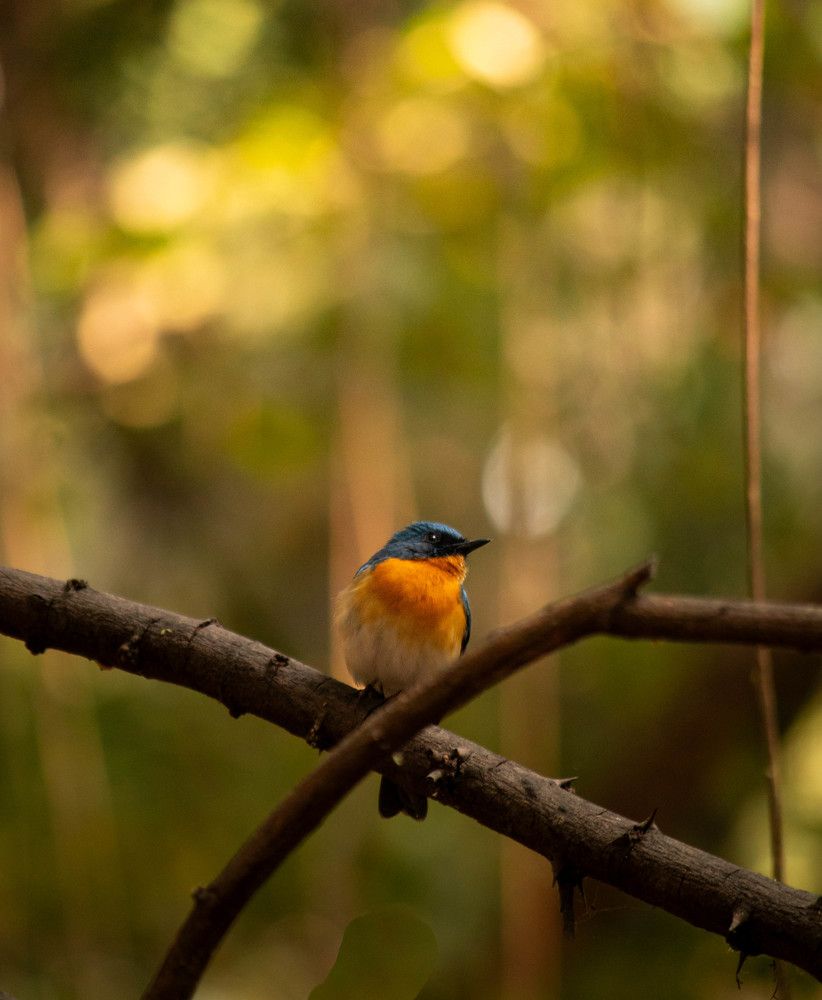 Photograph by Aryan Paradkar