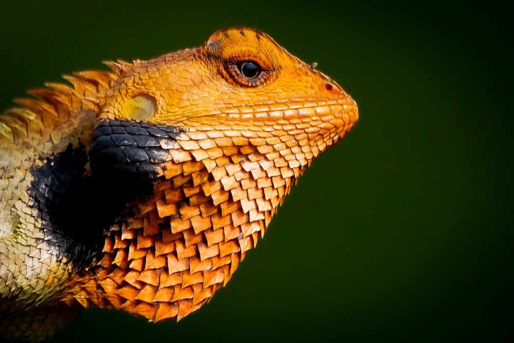 Photograph by Dr.Kaustav Bhowmik