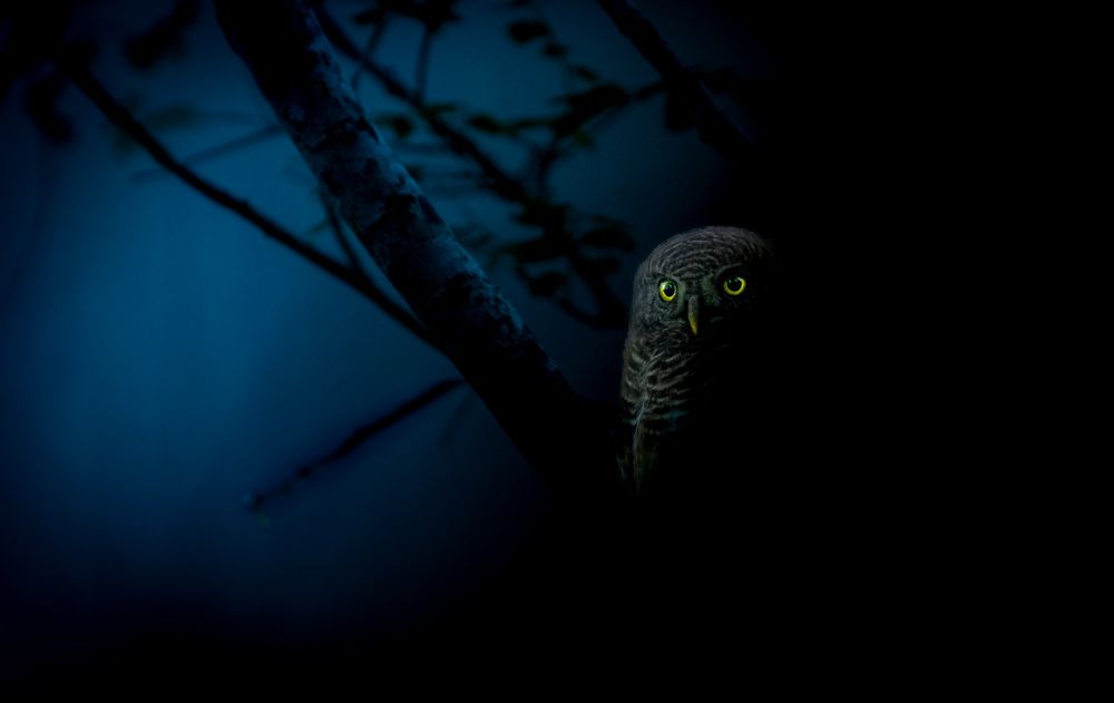 Photograph by Dr.Kaustav Bhowmik