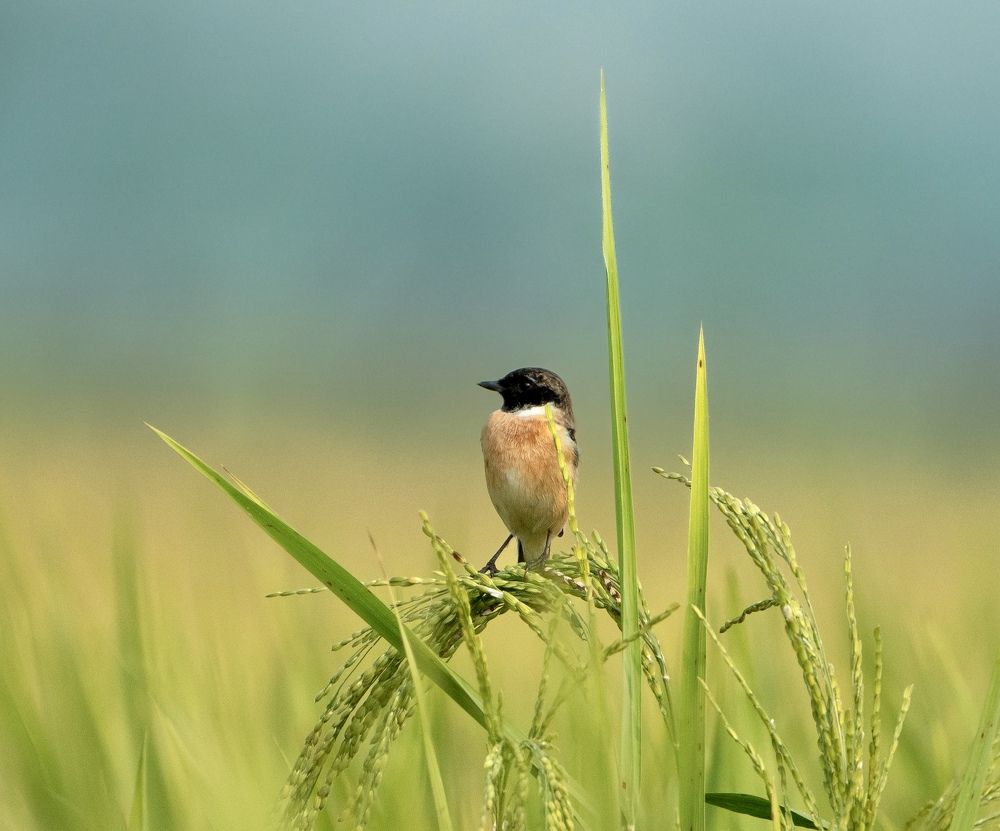 Photograph by Dr.Kaustav Bhowmik